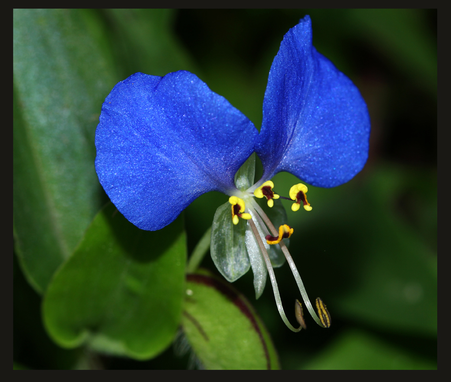 鸭跖草（Commelina communis）1s.jpg
