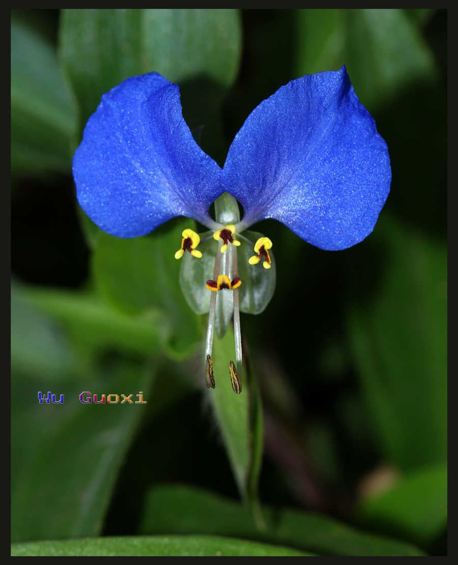鸭跖草（Commelina communis）2s.jpg