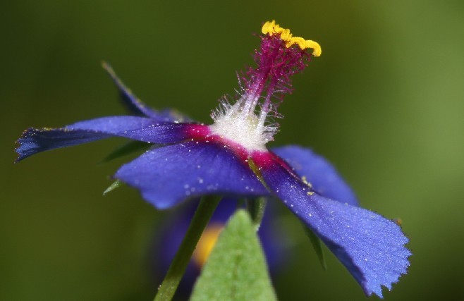 琉璃繁缕（Anagallis arvensis）.jpg