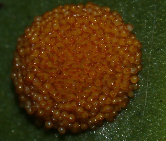 江南星蕨（Microsorum fortunei）孢子囊群.jpg