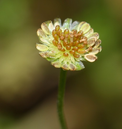 芫荽菊.jpg