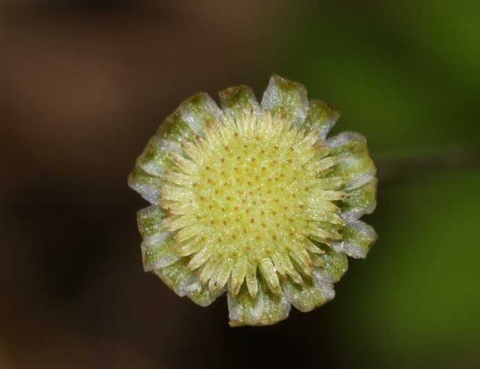 芫荽菊2.jpg