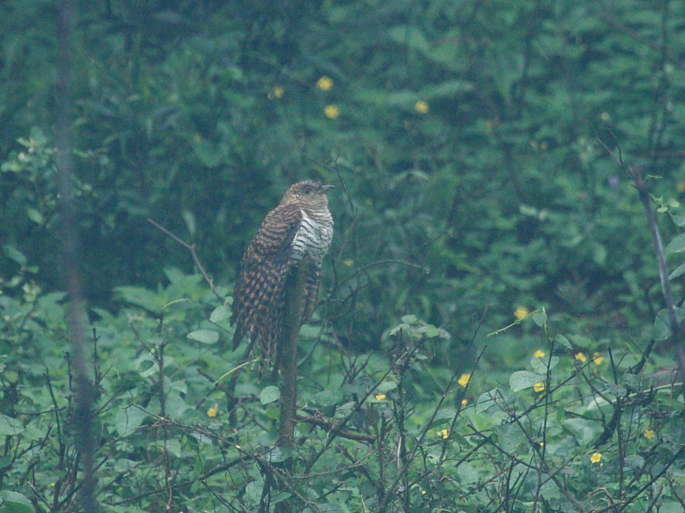 DPP_2582.JPG