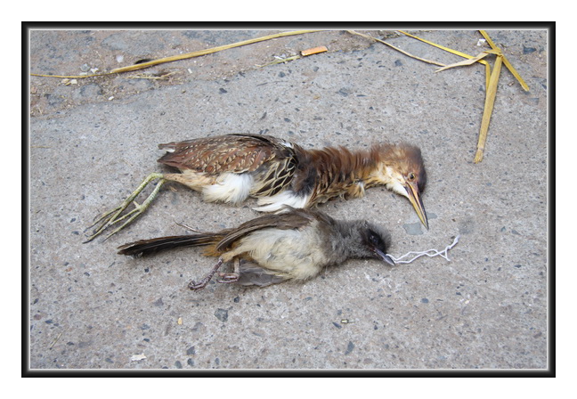 ҹغͺ2.jpg