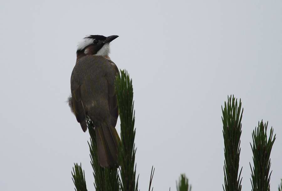 IMG_5047.jpg
