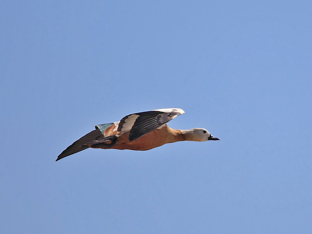 DPP_27671.jpg