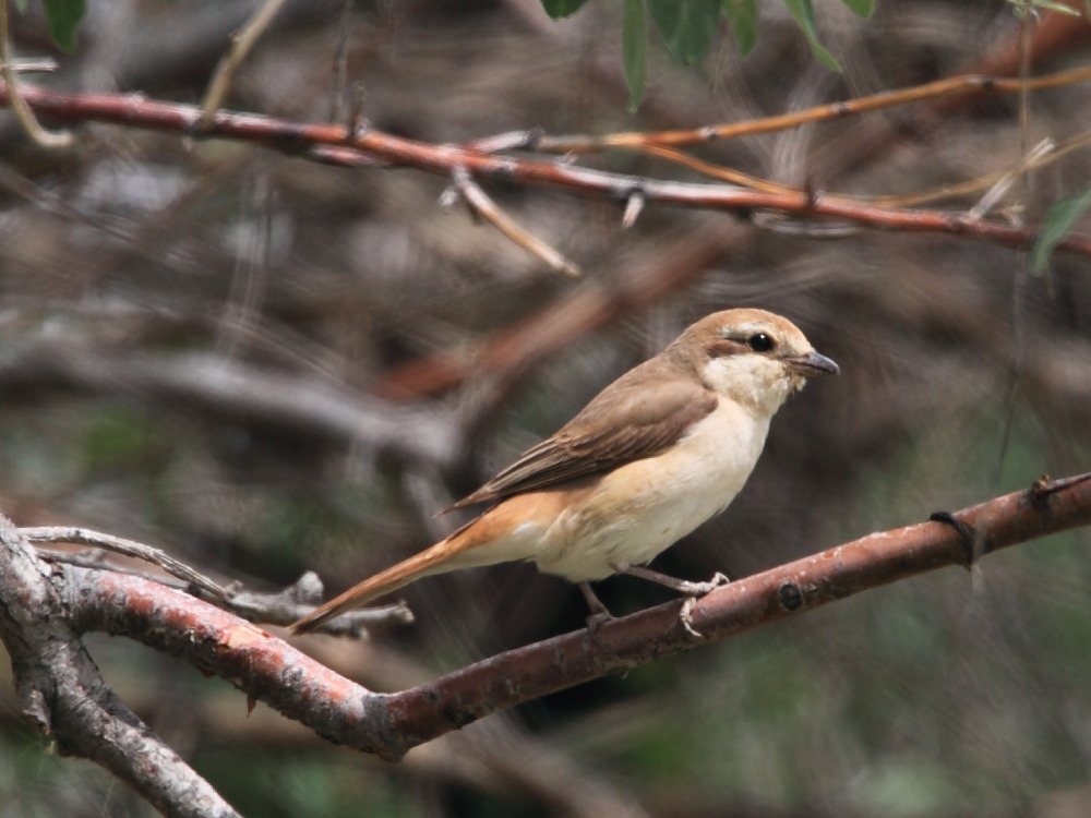 DPP_2671.JPG