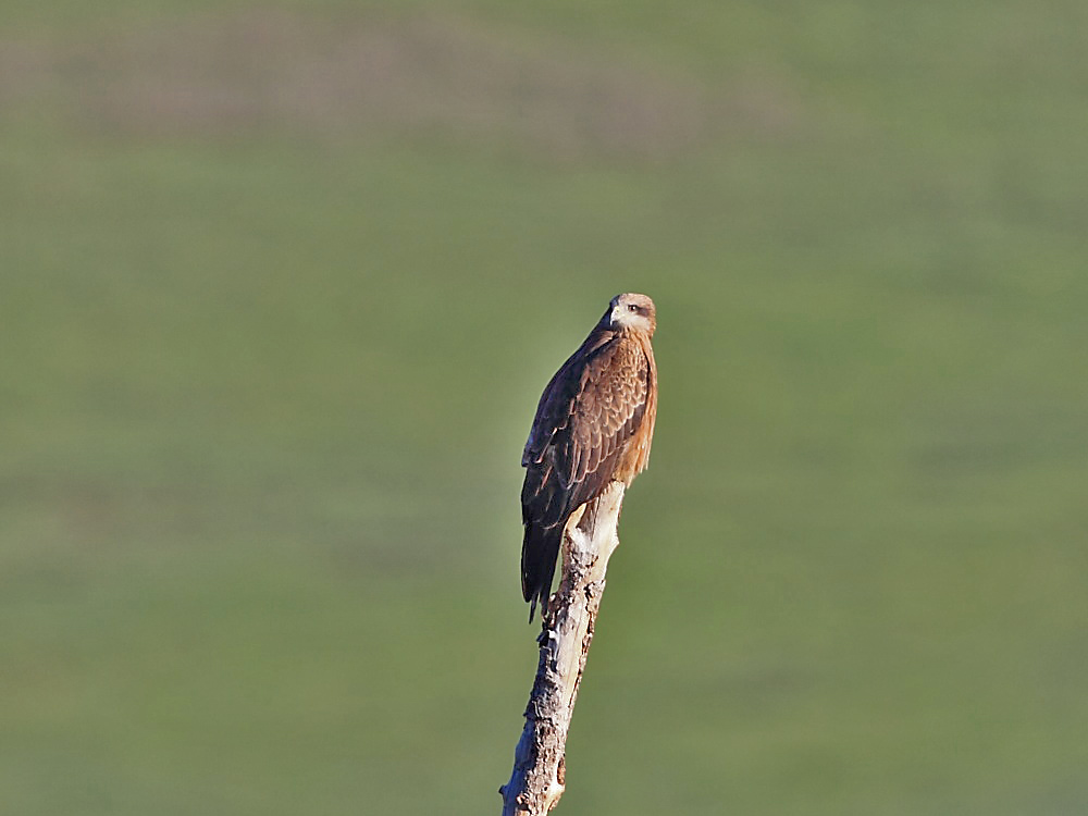 DPP_00921.jpg