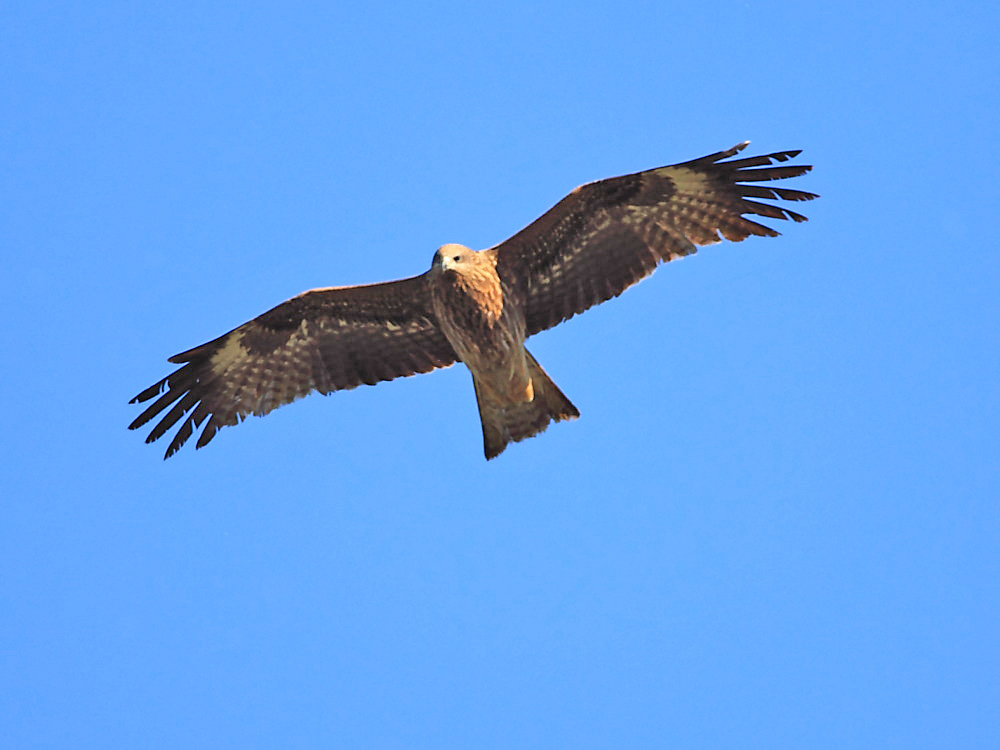 DPP_00982.jpg