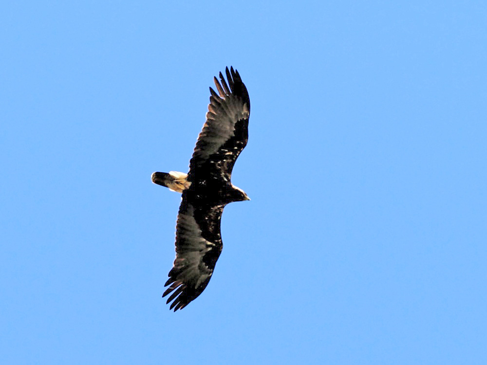 DPP_00961.jpg
