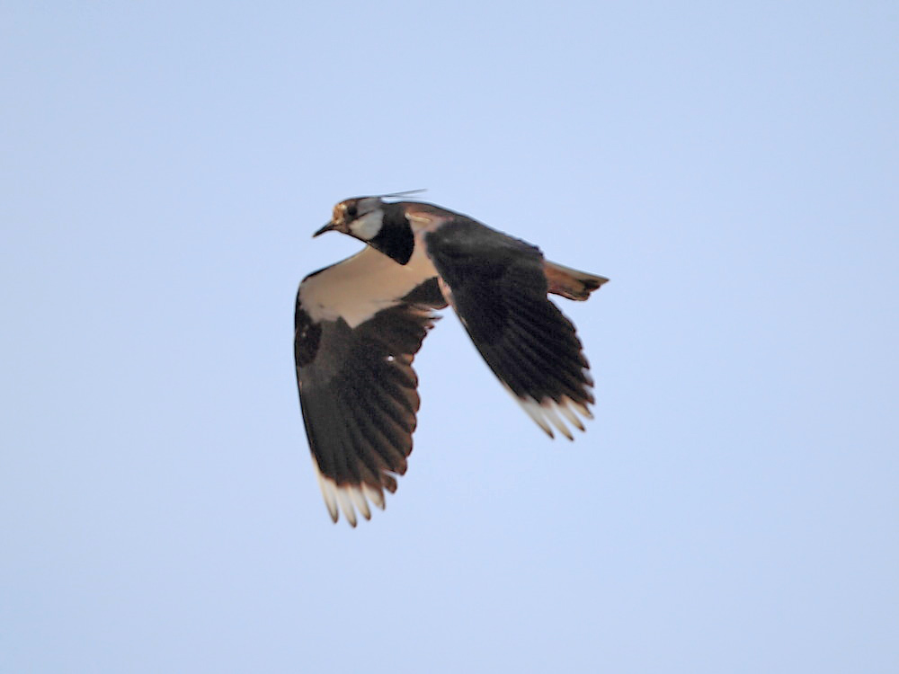 DPP_00601.jpg