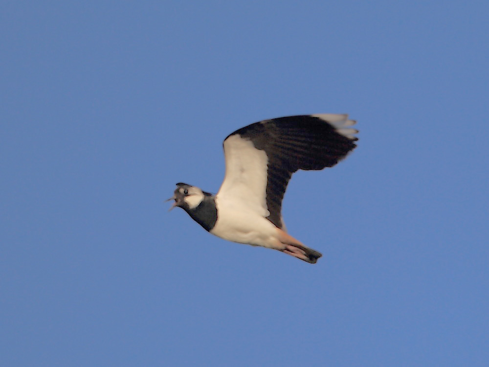 DPP_00612.jpg