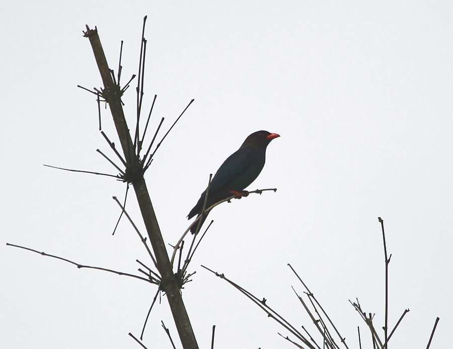 IMG_5294.jpg