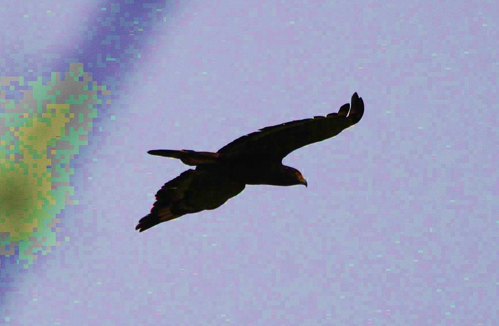IMG_5490.jpg