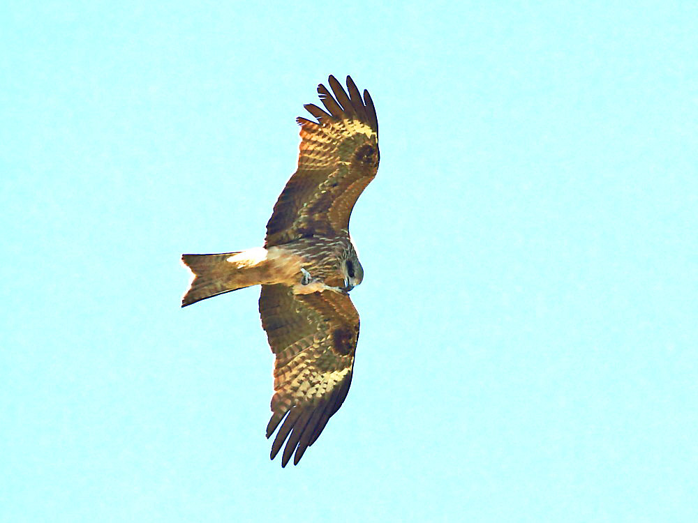 DPP_28471.jpg