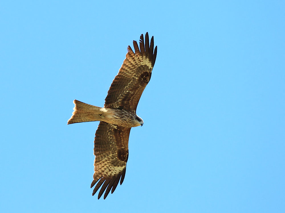 DPP_00971.jpg