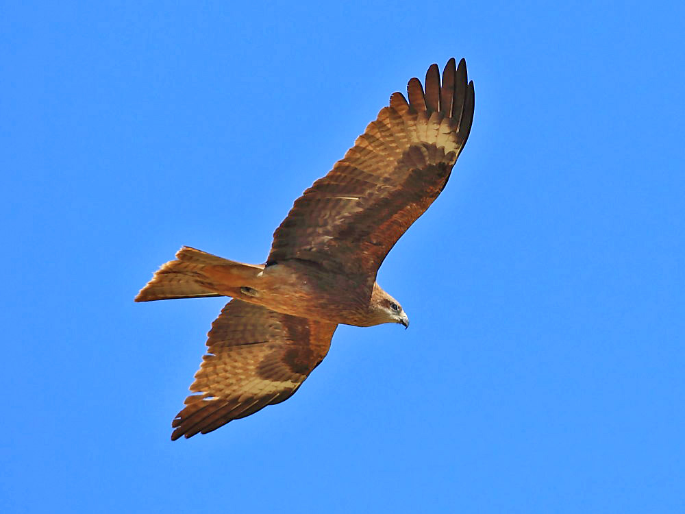 DPP_28493.jpg
