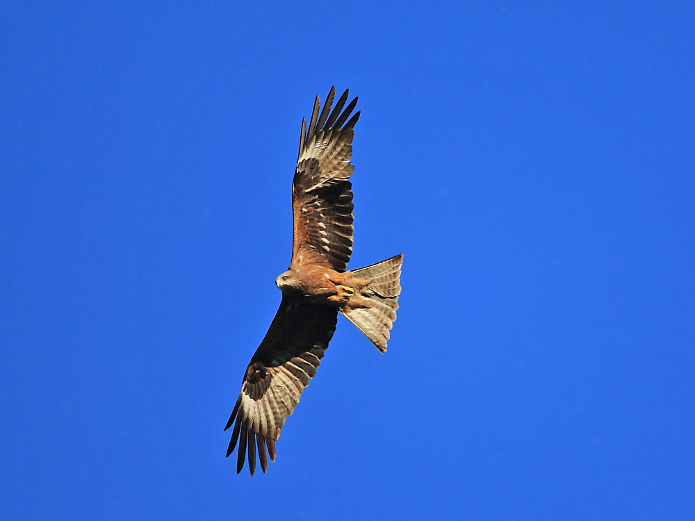 DPP_01102.jpg