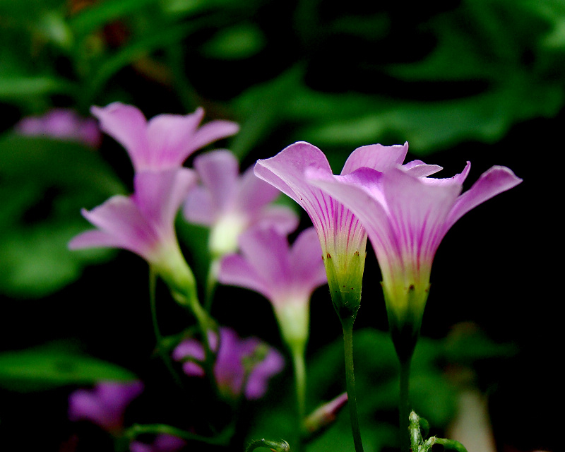DSC03972.JPG