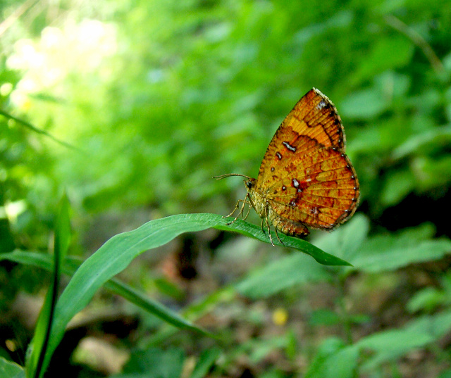DSC04035.JPG