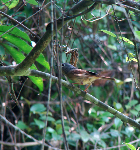 DSC04036.JPG