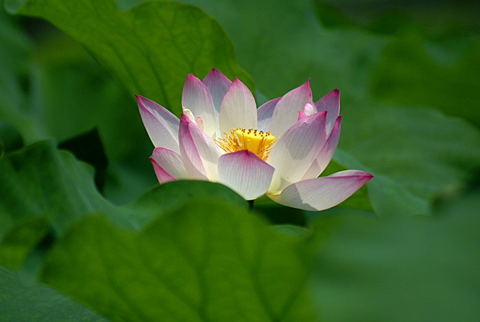 荷花2700.jpg