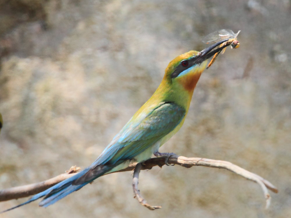 DPP_2931-1.jpg