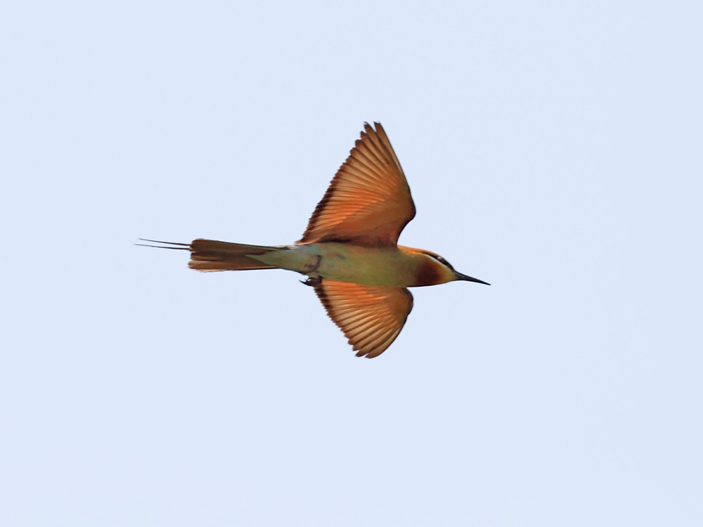DPP_2940-1.jpg