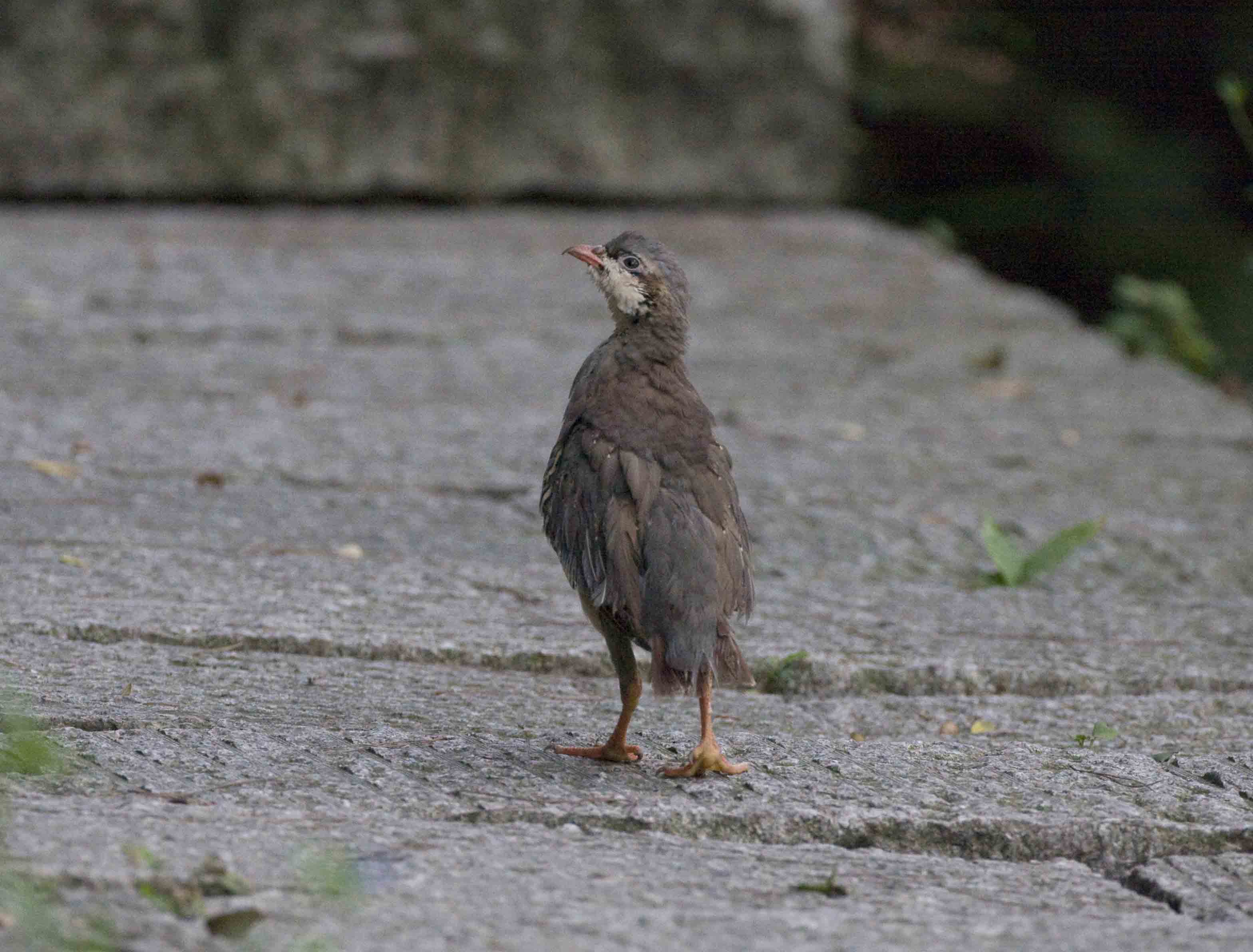Chukar 1.jpg
