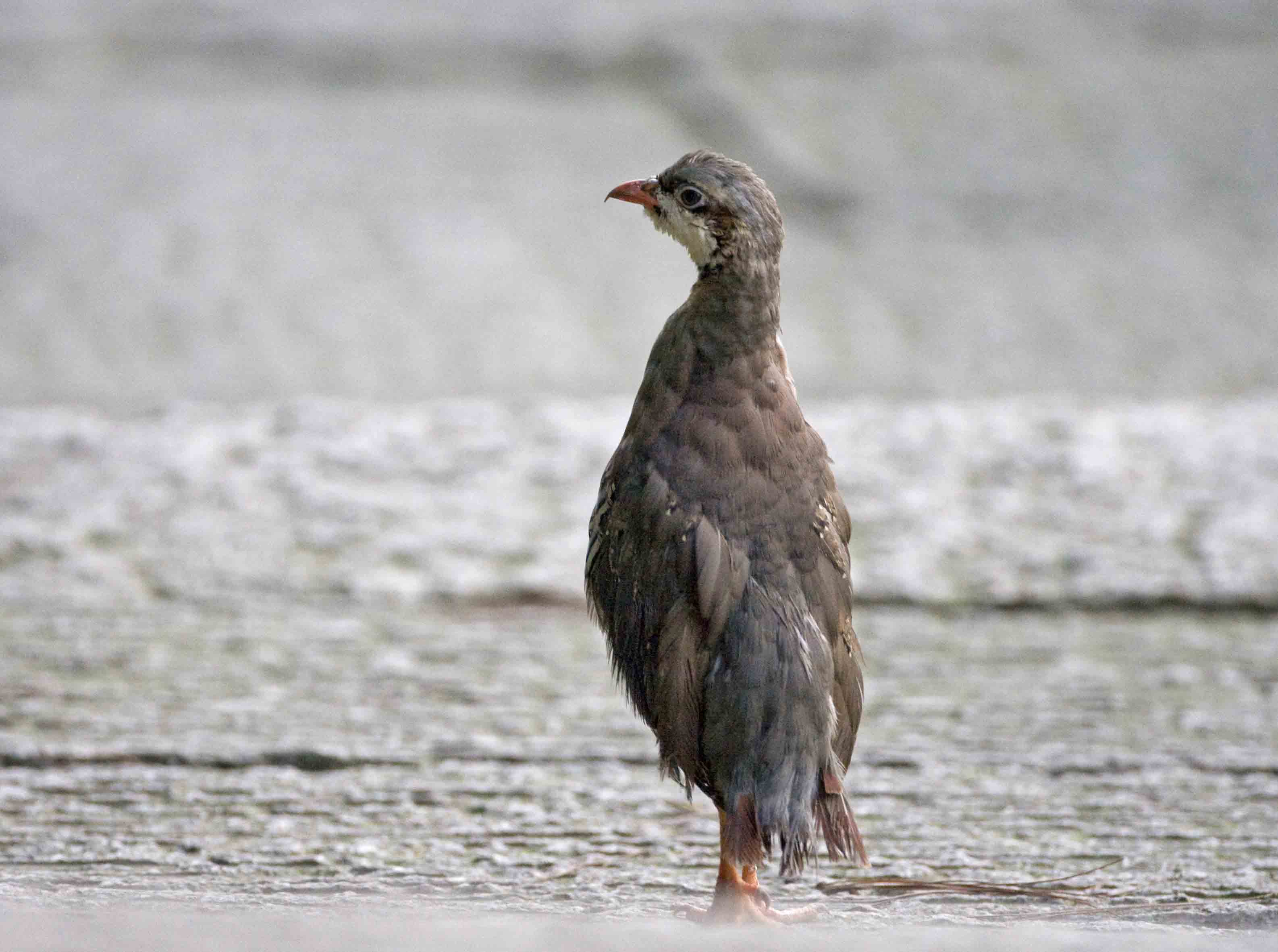 Chukar 2.jpg