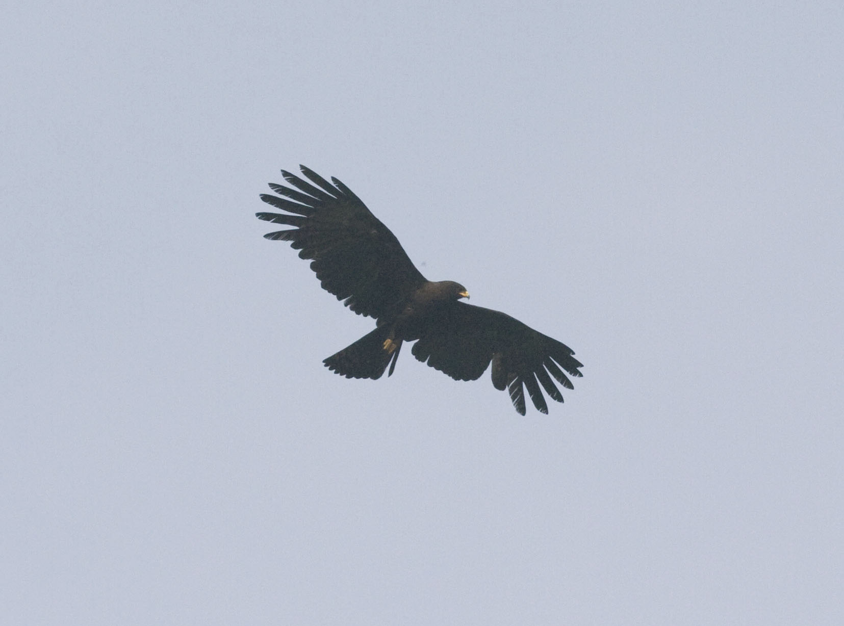 Black Eagle 6.jpg
