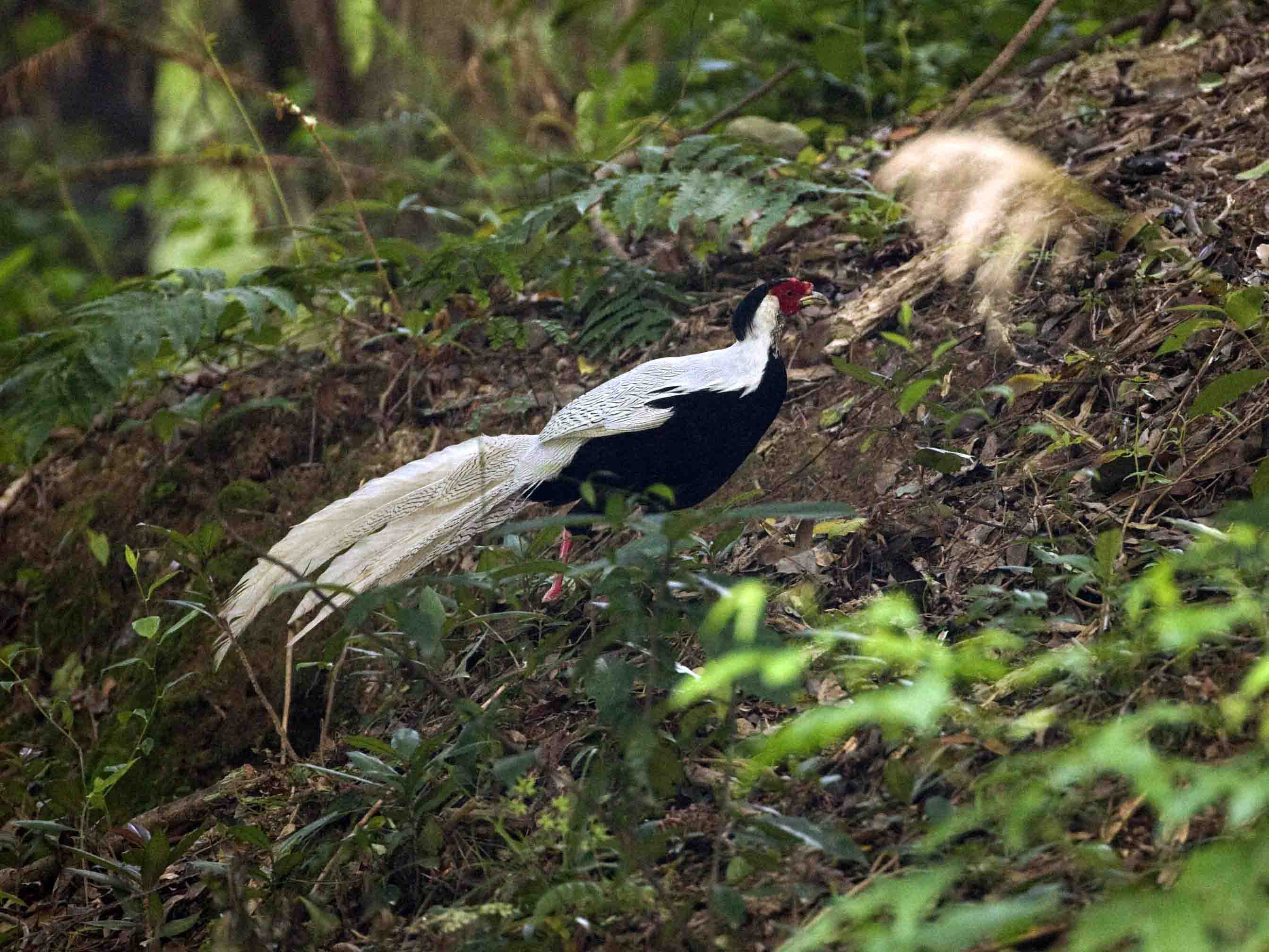 Silver Pheasant 1.jpg