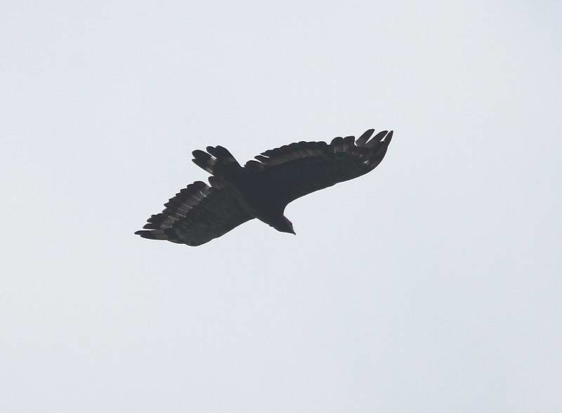 IMG_7785.jpg