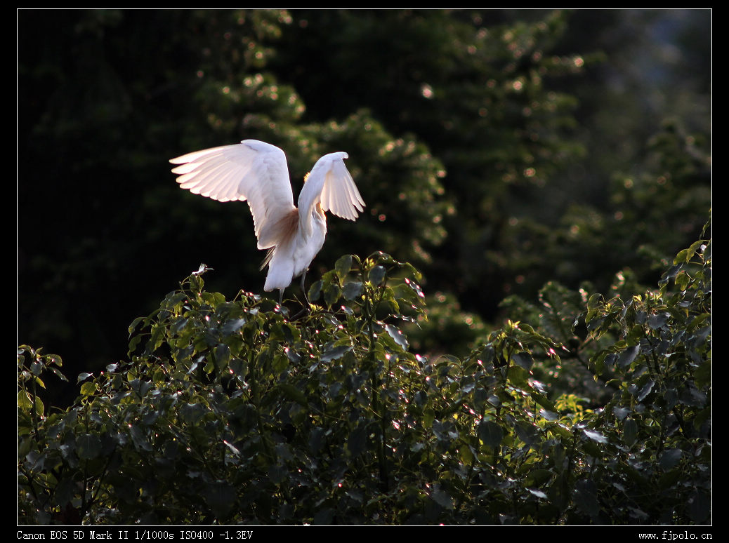 IMG_7250.jpg