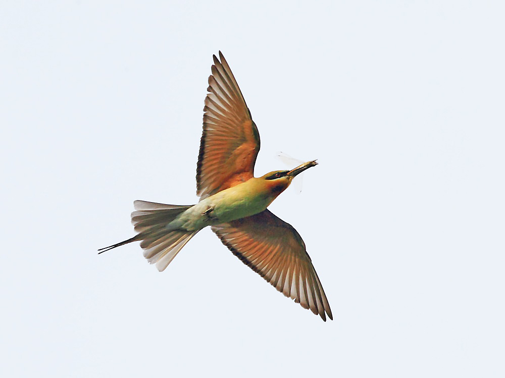 DPP_3063-1.jpg