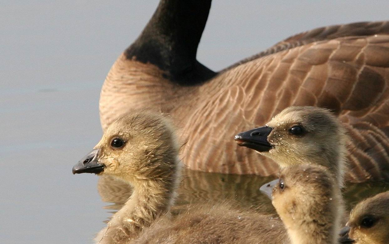 Branta_canadensis0.jpg