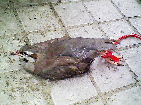 IMG0050.jpg