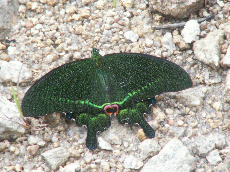 PICT2600.JPG