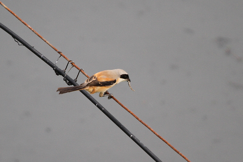 2010_08_21_0123.jpg