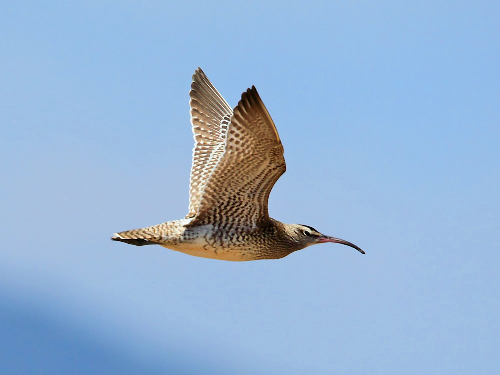 DPP_3776-1.jpg