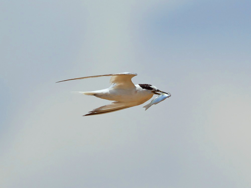 DPP_3771-1.jpg