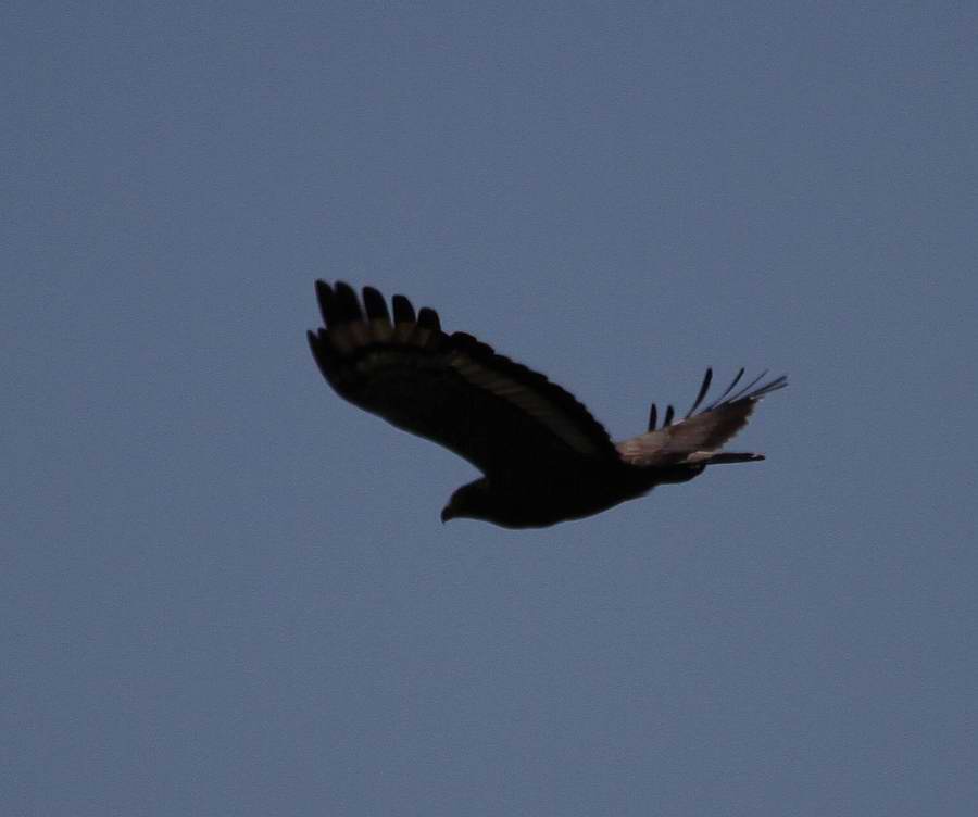 IMG_2657.jpg