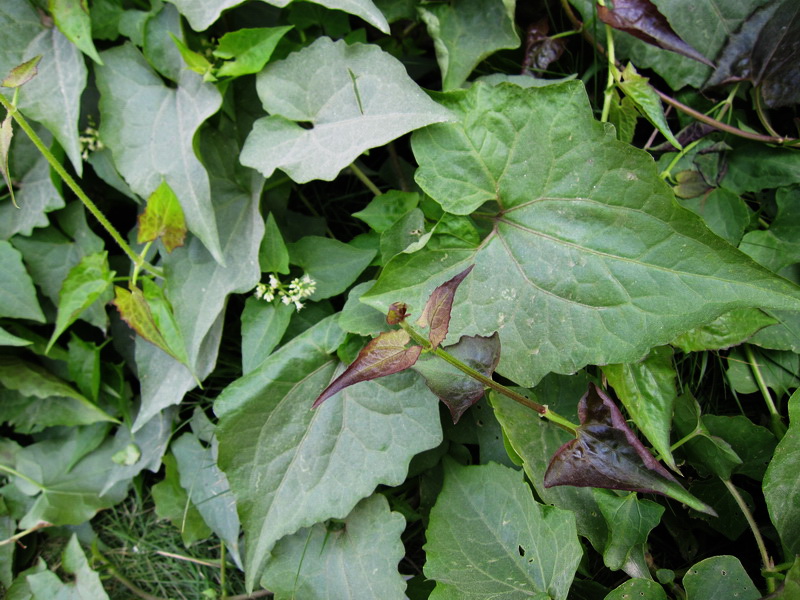 IMG_1858微甘菊-00.jpg