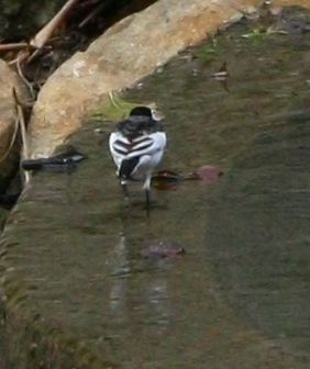 IMG_0063.jpg
