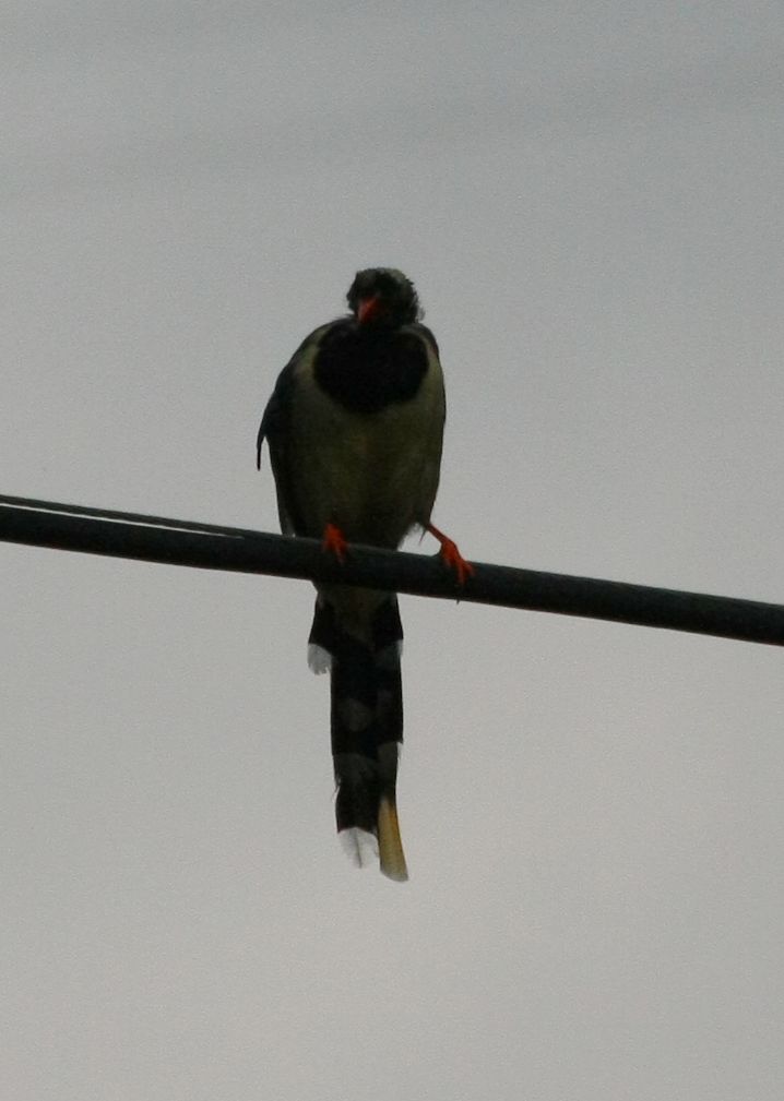 IMG_0020.jpg