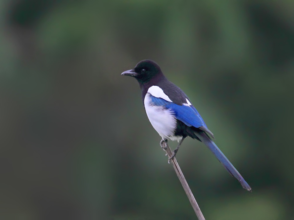 DPP_4177-2.jpg