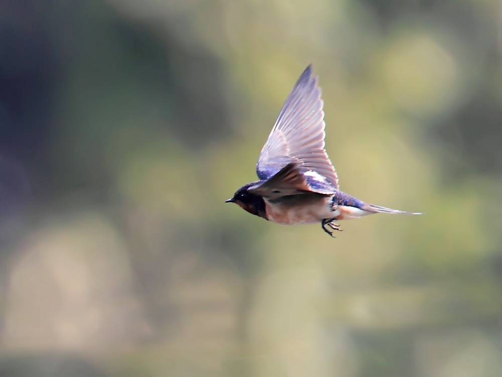 DPP_4249-2.jpg