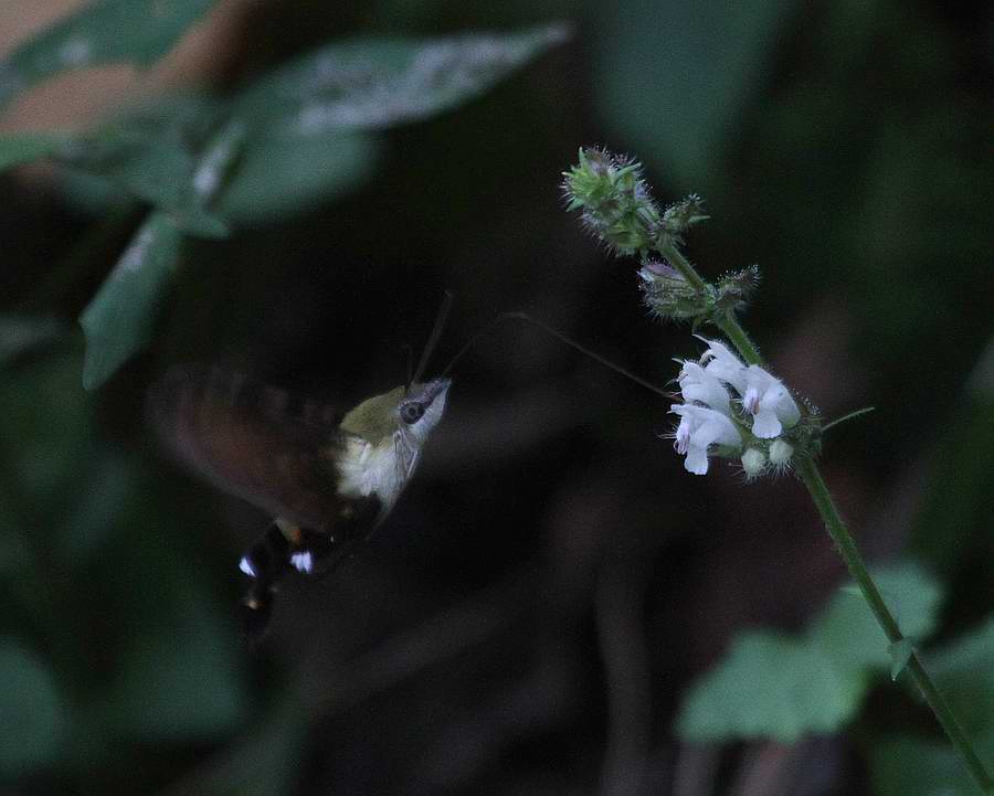 IMG_4284.jpg