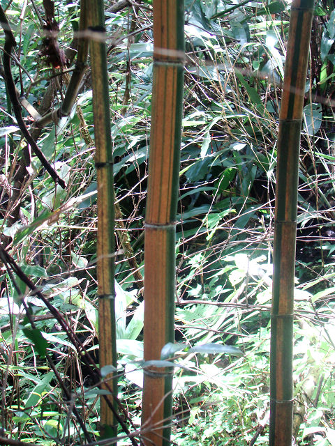 DSC04853.JPG