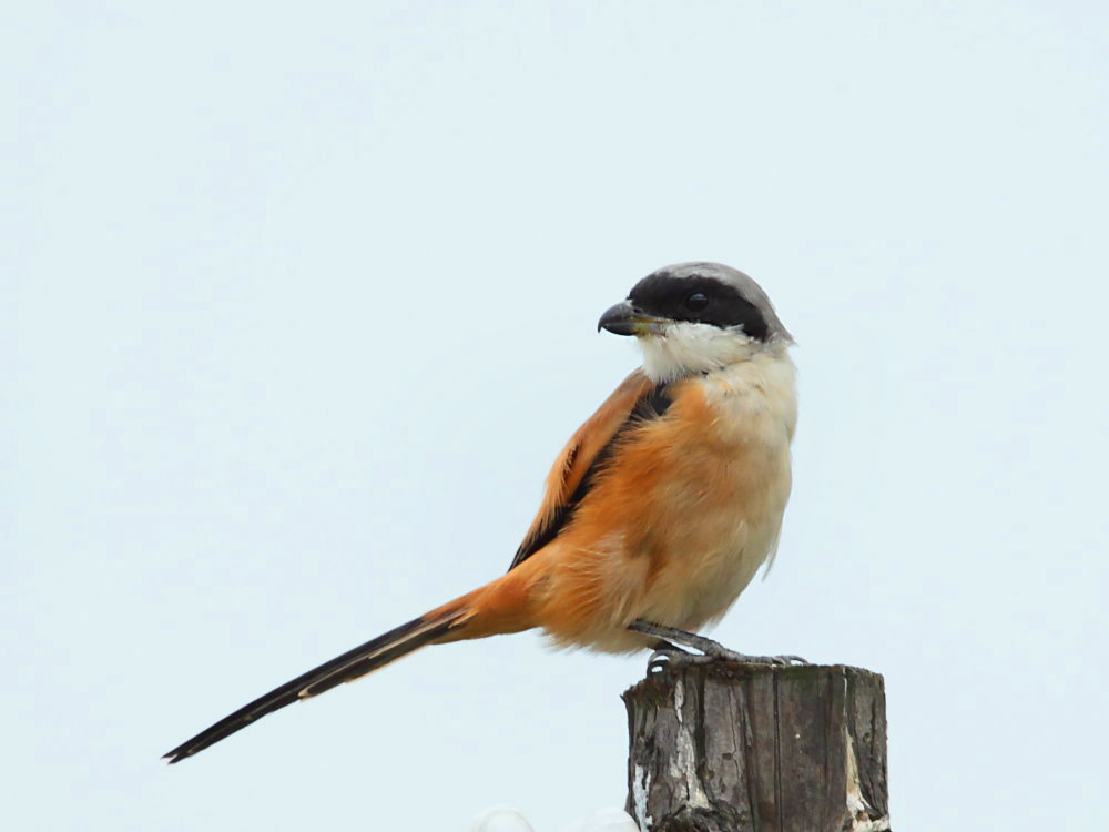 DPP_4380-3.jpg